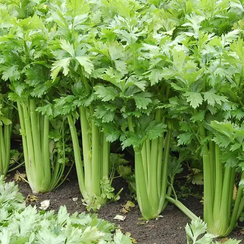 best Edible Plants that Grow in Shade