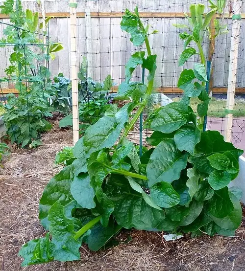beautiful Edible Plants that Grow in Shade