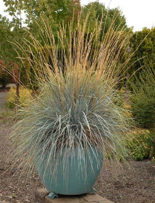 Best Ornamental Grasses For Containers Growing Ornamental Grass 2053