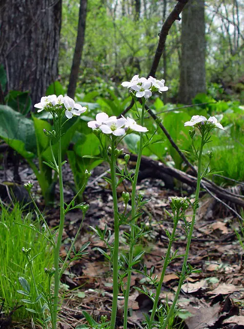 Plants That Can Be Eaten Even in the Shade