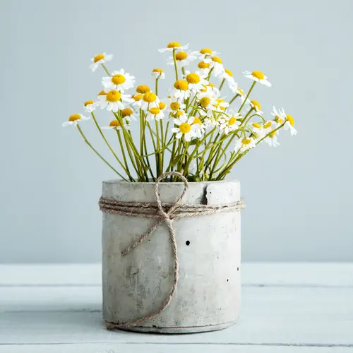 Tea Herbs to Make a Tea Herb Garden