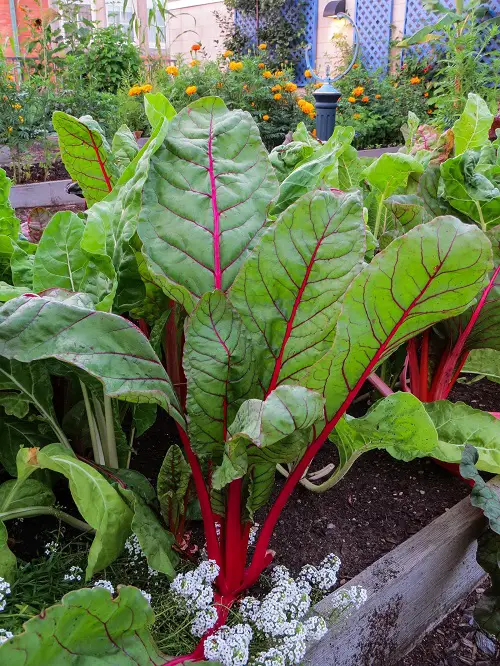 top Edible Plants that Grow in Shade