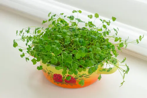 beautiful Greatest Herbs for a Herb Garden