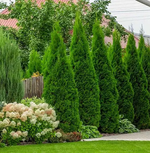 shrubs for privacy 12