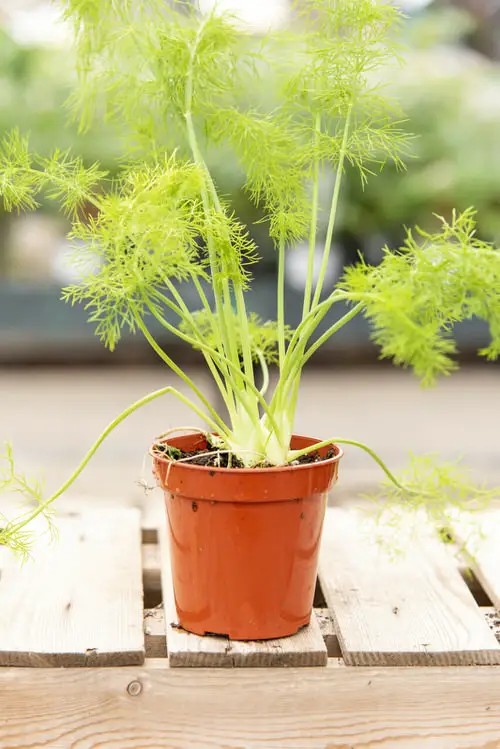 top best Bad Companion Plants for Garlic