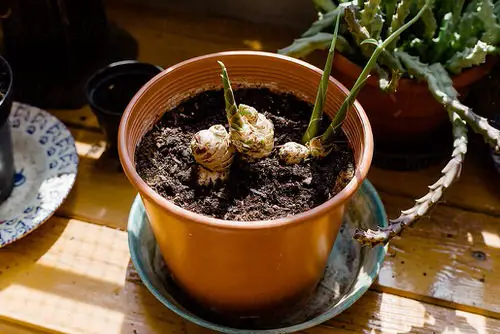 beautiful Tea Herbs to Make a Tea Herb Garden