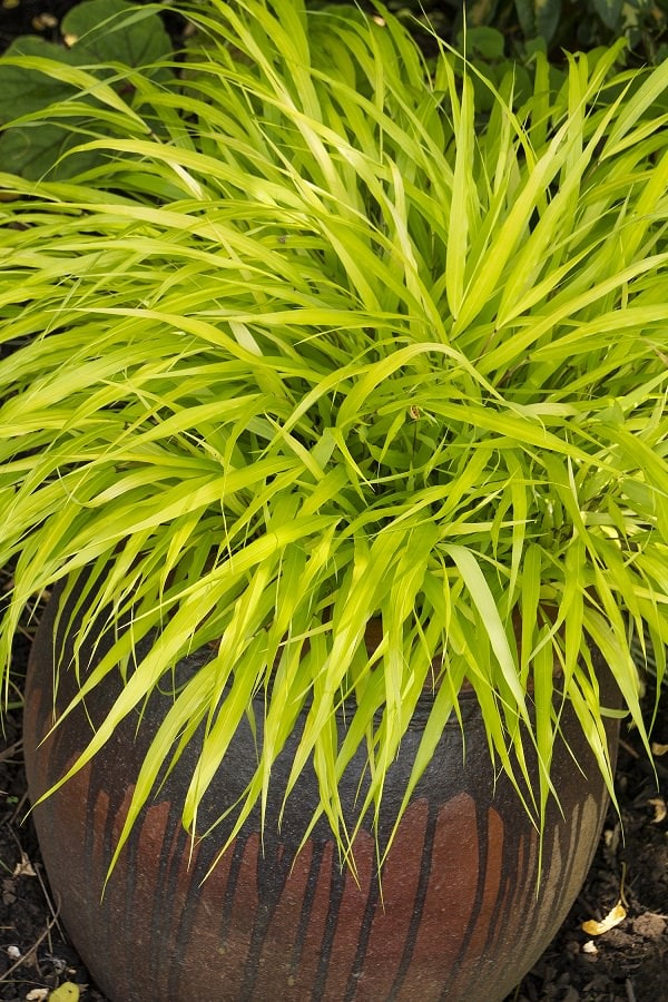 Best Ornamental Grasses for Containers | Growing ...