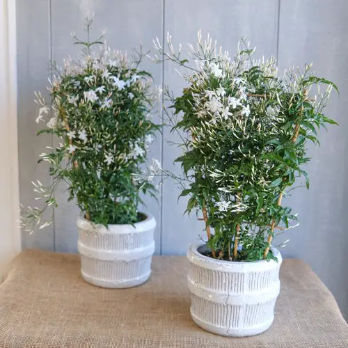The Greatest Herbs for a Herb Garden