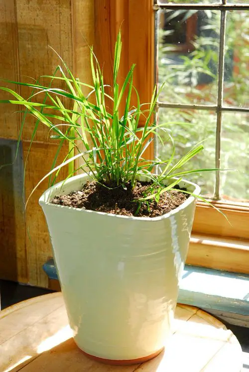 great Tea Herbs to Make a Tea Herb Garden