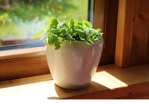 top Tea Herbs to Make a Tea Herb Garden