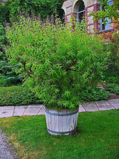 top  Best Tea Herbs to Make a Tea Herb Garden