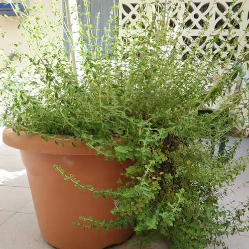 Greatest Herbs for a Herb Garden