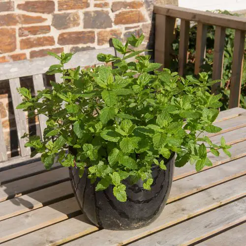 Tea Herbs to Make a Tea Herb Garden