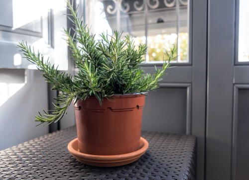 beautiful and Greatest Herbs for a Herb Garden