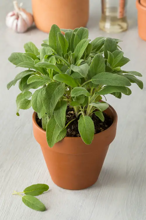 Top Tea Herbs for Growing a Herbal Garden