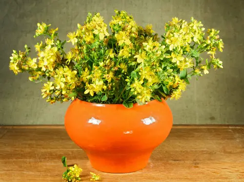 Tea Herbs for Growing a Herbal Garden