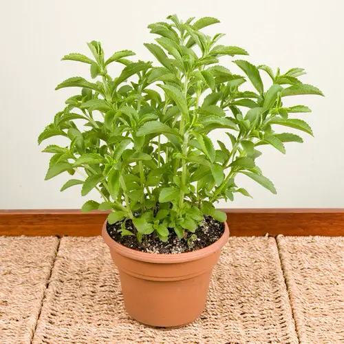 top Greatest Herbs for a Herb Garden