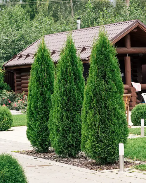How to Plant Thuja