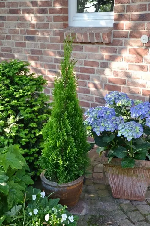 Thuja Care