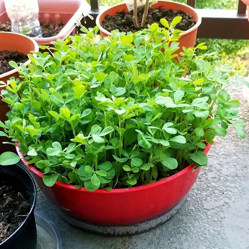 beautiful Edible Plants that Grow in Shade