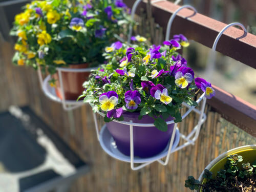 Greatest tea Herbs for a tea Herb Garden