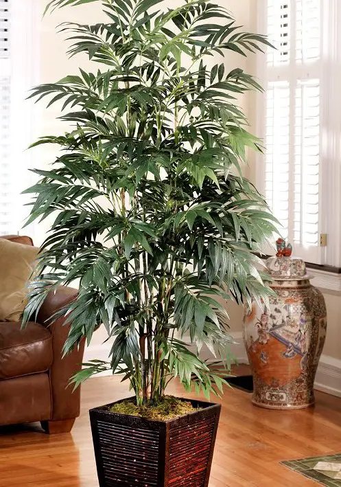 bamboo palm