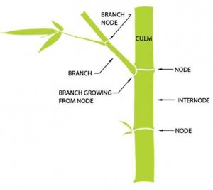bamboo illustration