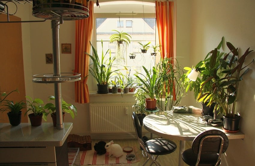 download best indoor plants for free