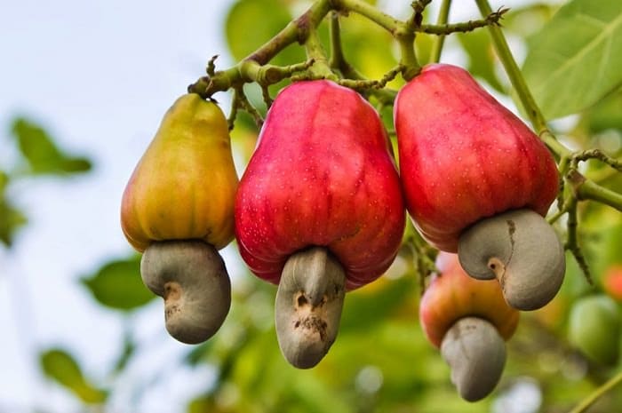 How to Grow a Cashew Tree | Growing Cashew Nuts