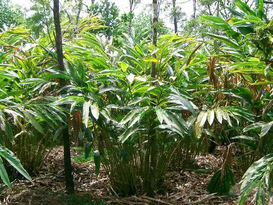 growing cardamom (2)_mini