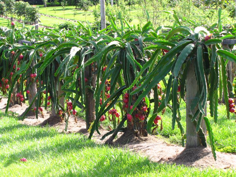 How to Grow Dragon Fruit Growing Dragon Fruit Pitaya 
