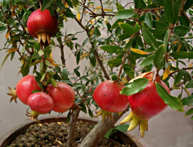 How to Grow Pomegranate Tree in Pot | Growing Pomegranates in Containers