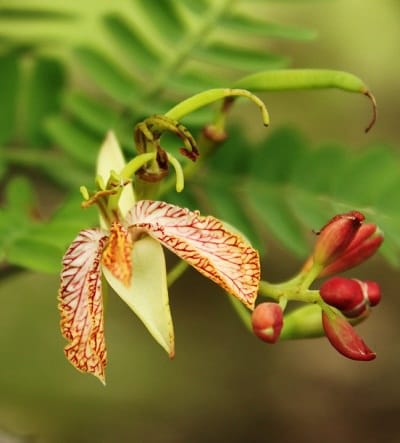 growing tamarind