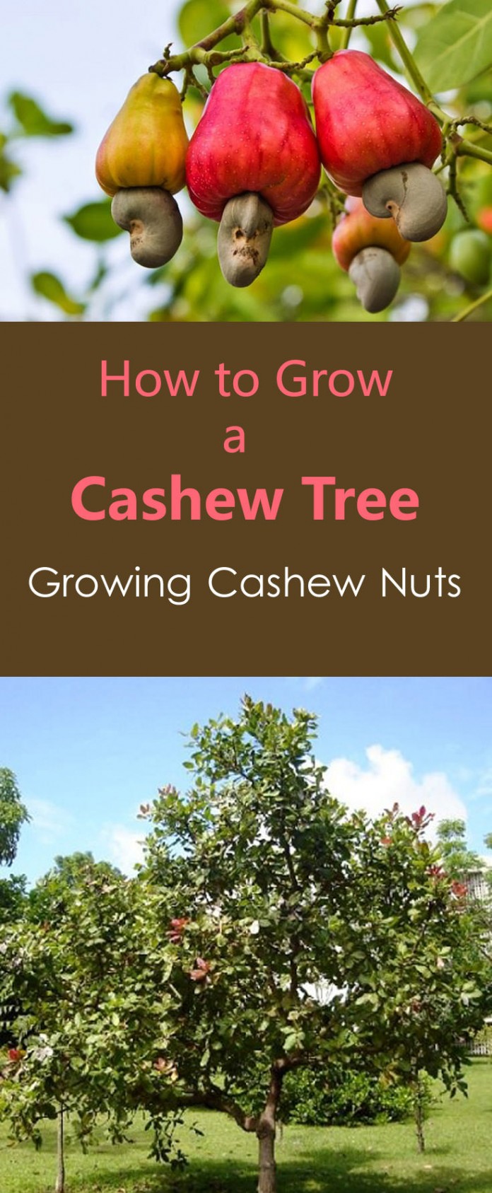 How to Grow a Cashew Tree | Growing Cashew Nuts