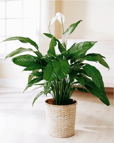 plants myths_mini