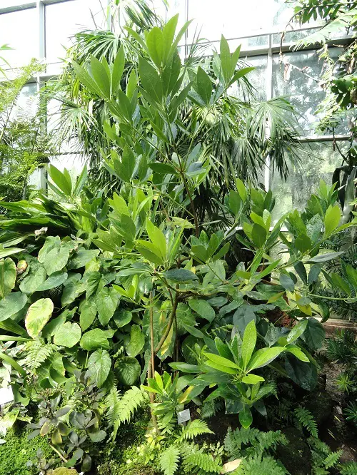 Requirements for Growing Star Anise