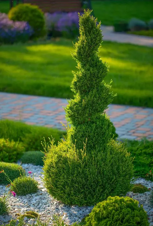 Requirements for Growing Thuja