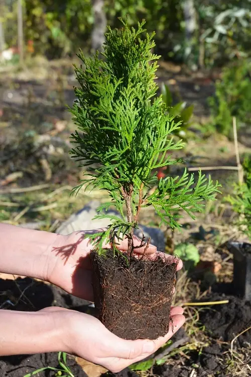 How To Plant Thuja Easily