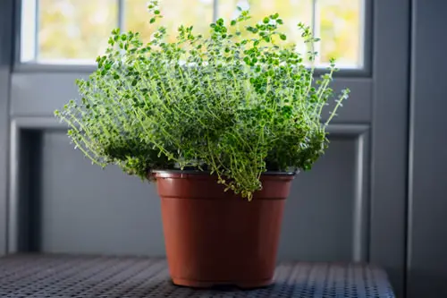  Make a Tea Herb Garden