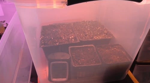 Mini Greenhouse Under $25!