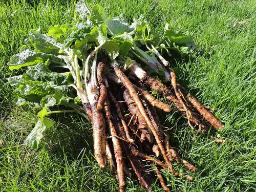 Harvesting Burdock
