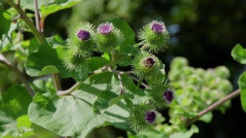 How to Grow Burdock