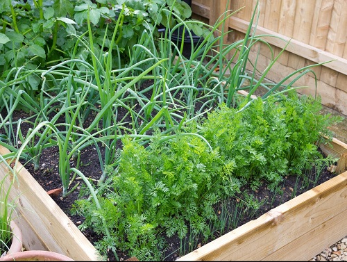 Onions Companion Plants for Carrots