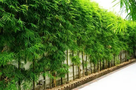 Best Bamboo for a Hedge