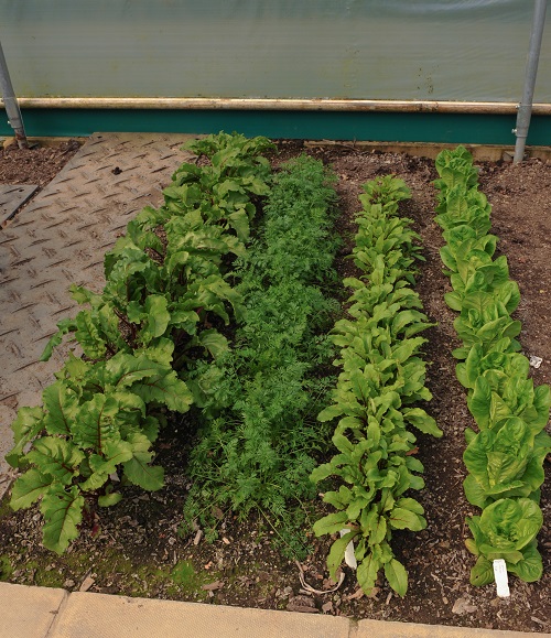 Beets Companion Plants for Carrots