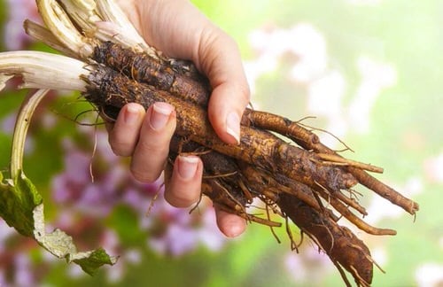 Taking Care of Burdock