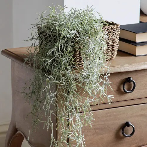 Choosing a Container for Spanish Moss
