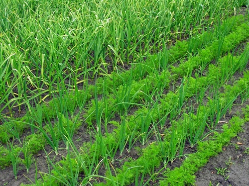 Garlic Companion Plants for Carrots