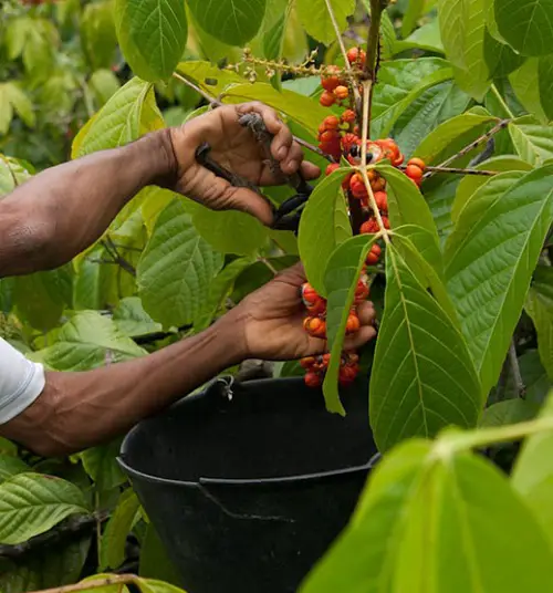 Harvesting Guarana Berries