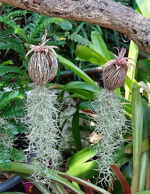 How to Grow Spanish Moss